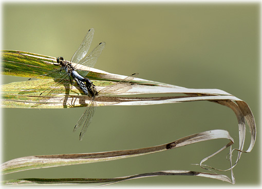 Orthetrum