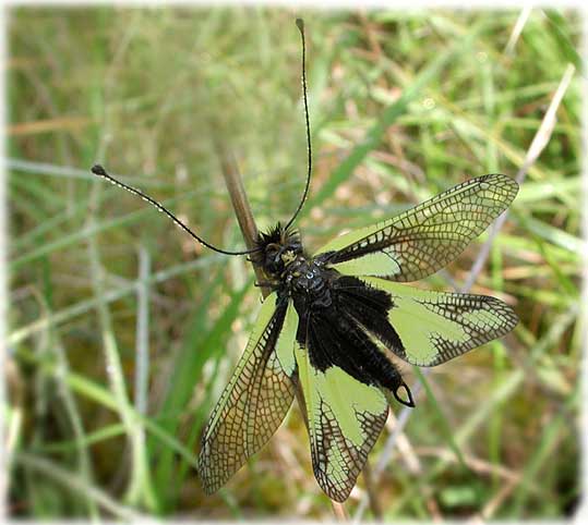 Ascalaphes, Ascalaphus libelluloides