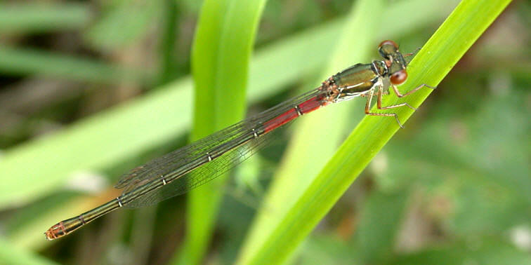 Ceriagrion tenellum