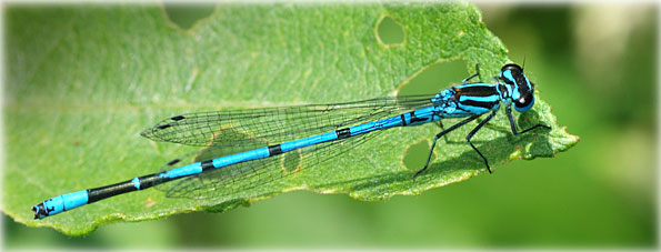 Coenagrion puella