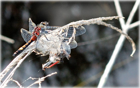 Leucorrhinia pectoralis