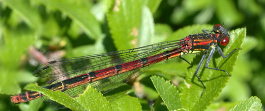 Pyrrhosoma nymphula