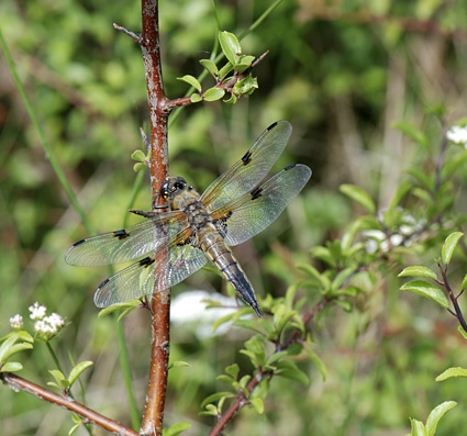 Libellula quadrimaculata 