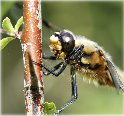 Libellula quadrimaculata 