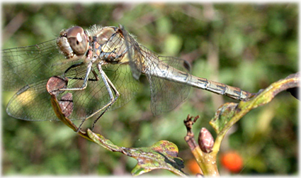 Sympetrum striolatum