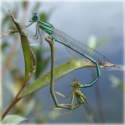 Platycnemis pennipes