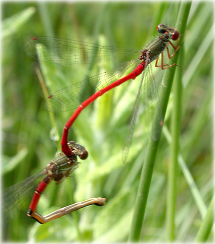 Accouplement Ceriagrion tenellum