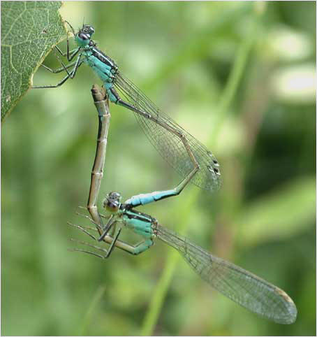 Coenagrion accouplement