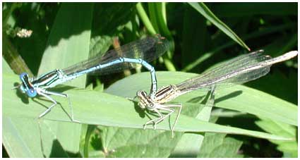 Accouplement Platycnemis