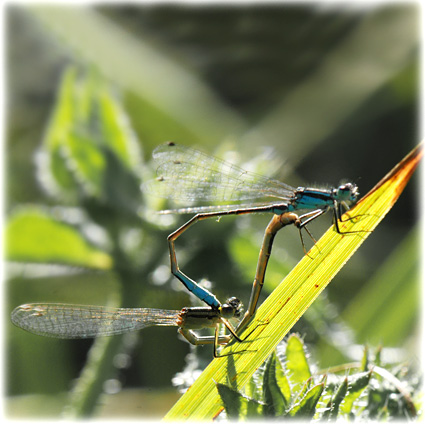 Platycnemis pennipes en accouplement