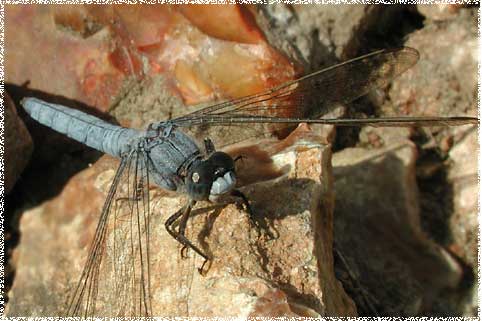 Orthetrum brunneum