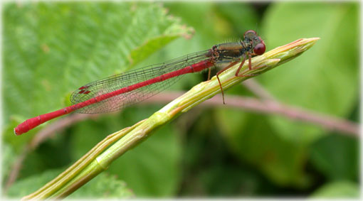 Ceriagrion tenellum