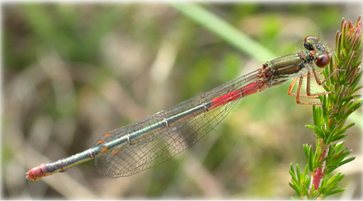 Ceriagrion tenellum