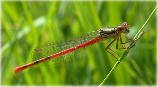 Ceriagrion tenellum