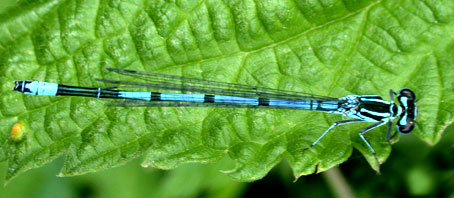 Coenagrion puella