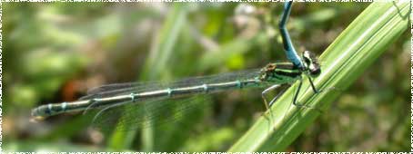 Coenagrion puella