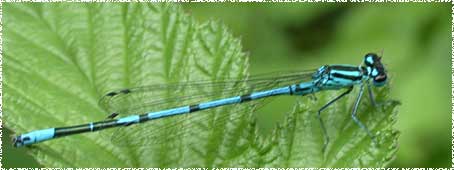 Coenagrion puella