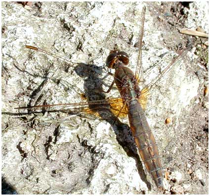 Crocothemis erythraea femelle