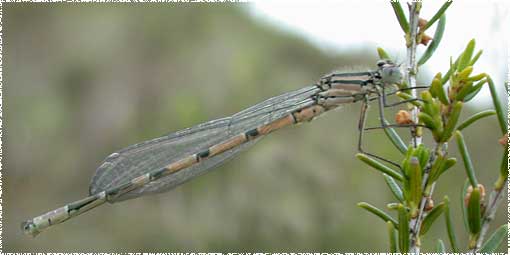 Enallagma cyathigerum