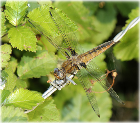 Libellula fulva