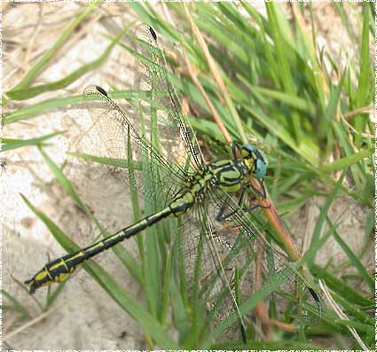 Gomphus vulgatissimus