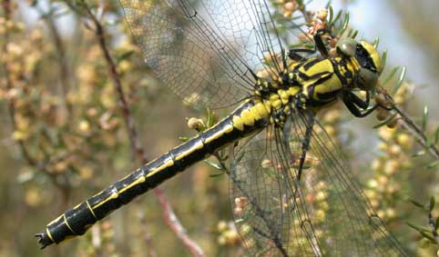 Gomphus vulgatissimus