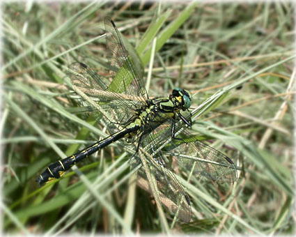 Gomphus vulgatissimus