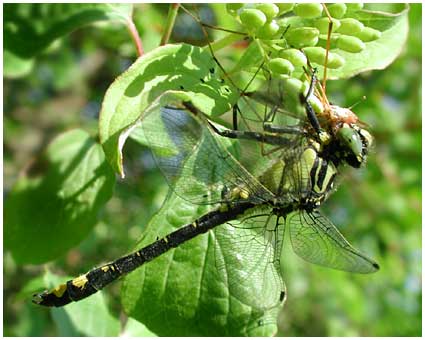 Gomphus vulgassimus