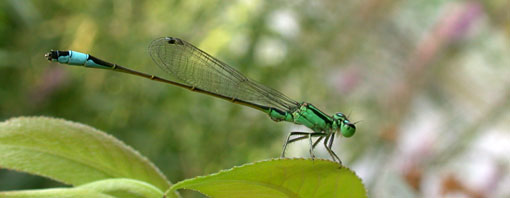 Ischnura elegans