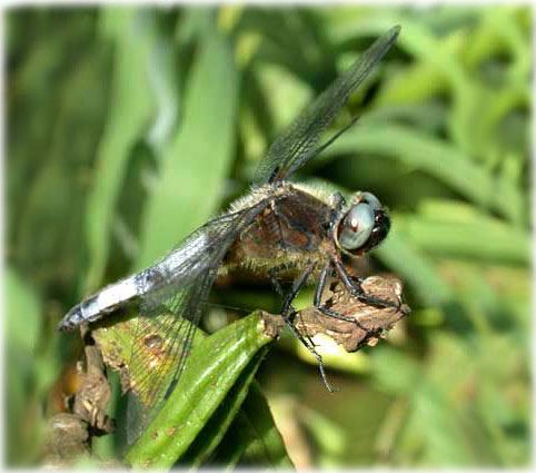 Libellula fulva