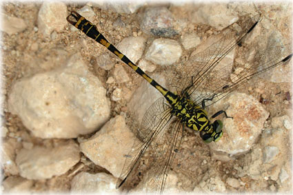 Onychogomphus forcipatus