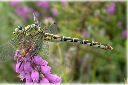 Onychogomphus uncatus