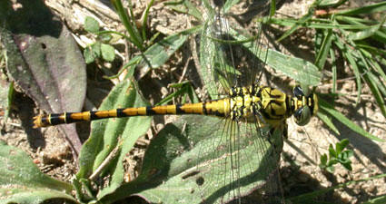 Onychogomphus forcipatus