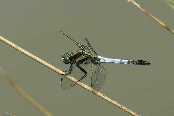 Orthetrum albistylum