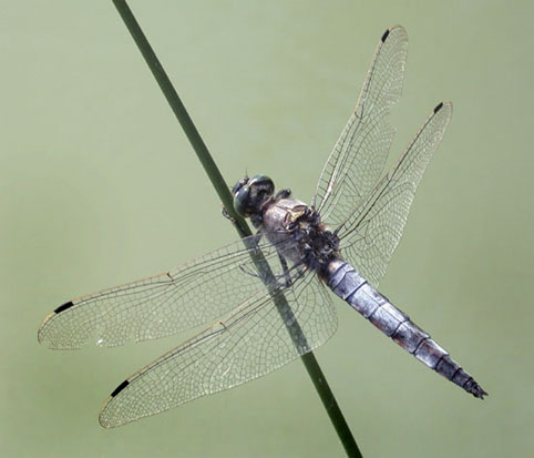 Orthetrum cancellatum