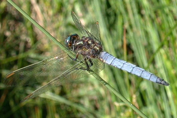 Orthetrum coerulescens