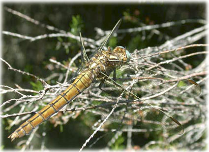 Orthetrum coerulescens