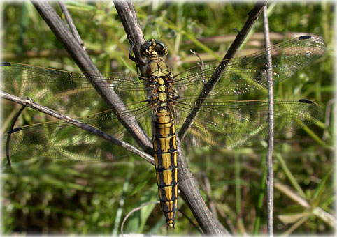 Orthetrum cancellatum