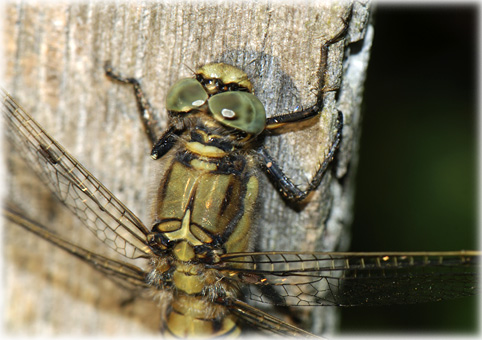 Orthetrum cancellatum