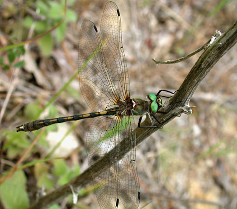 Oxygastra curtisii 