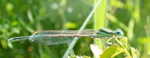 Plactynemis pennipes