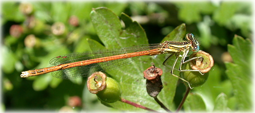 Platycnemis acutipennis