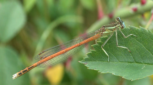 Platycnemis acutipennis