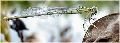 Plactynemis pennipes