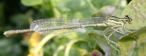 Plactynemis pennipes