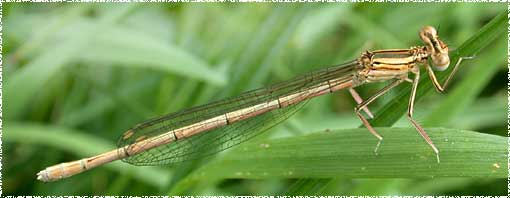 Plactynemis pennipes