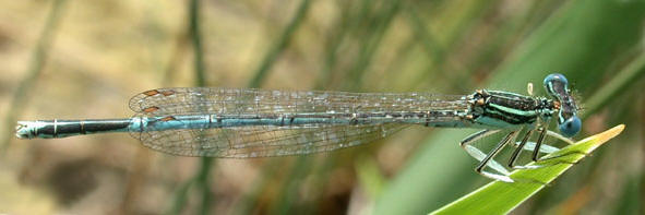 Plactynemis pennipes