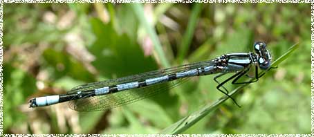 Coenagrion