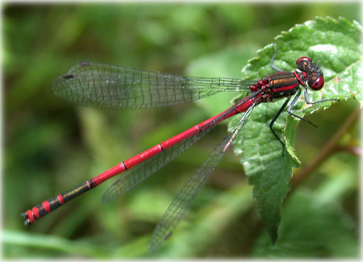 Pyrrhosoma nymphula