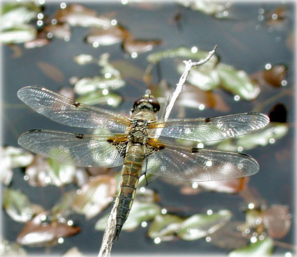 Libellula quadrimaculata